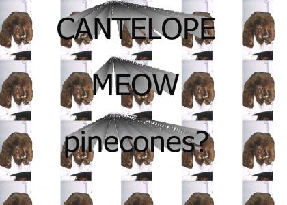 CANTELOPE MEOW