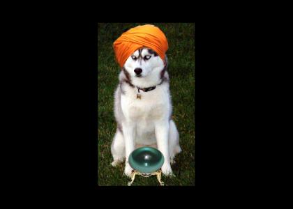 Psychic Dog