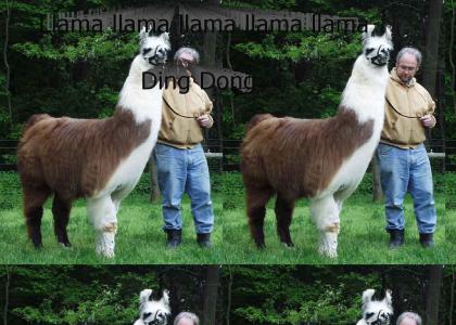 Llama Lovers