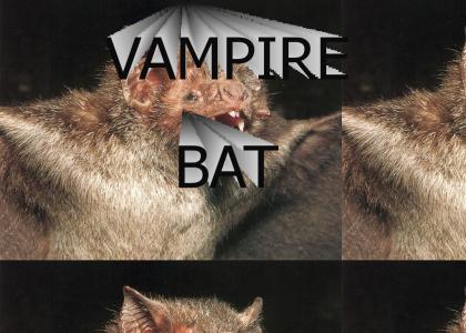VAMPIRE BAT