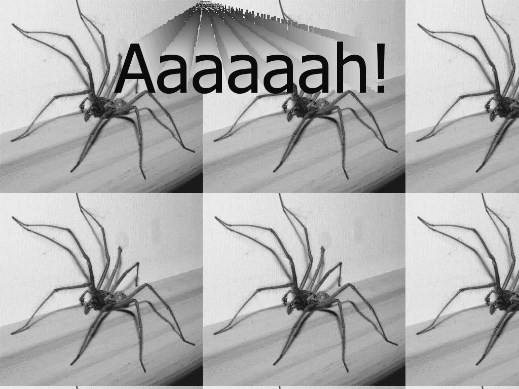 omgwtfspider