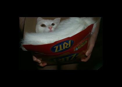 This Cat puts on the Ritz