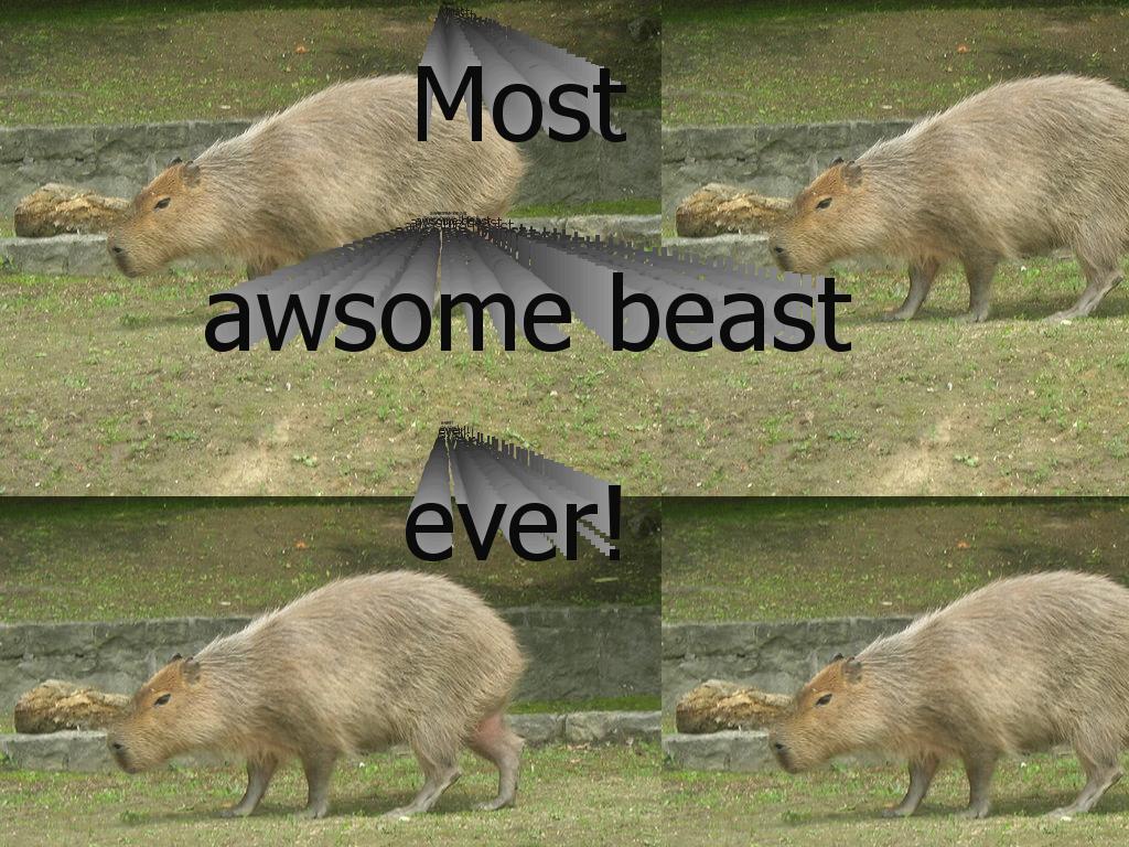 capybarra