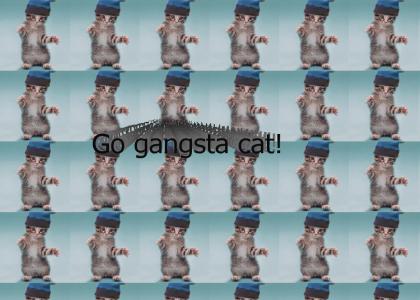 Gangsta cat works It!