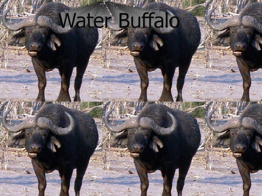 waterbuff