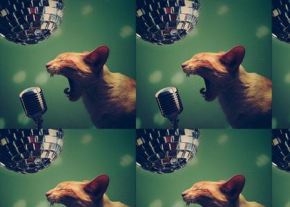 disco cat belts out a facemelter.....