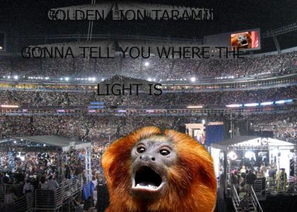 Golden Lion Tarmarin sings Gold Lion