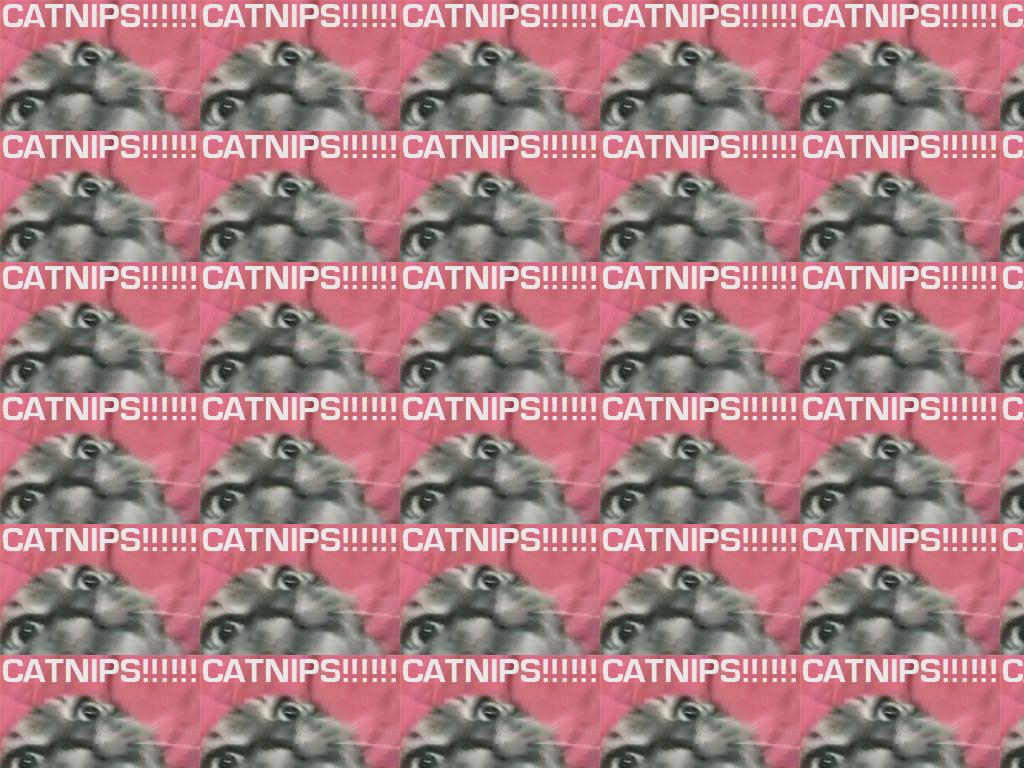 catnipcat