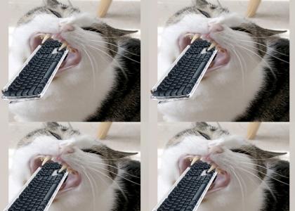 A kitten ate my keyboard!