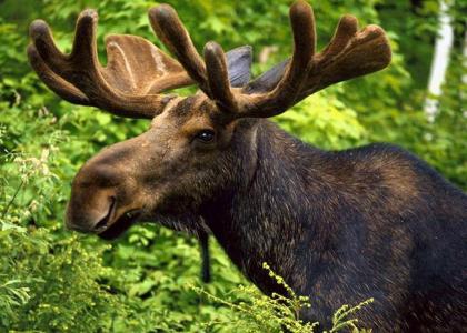 Is there anything quite like a moose?