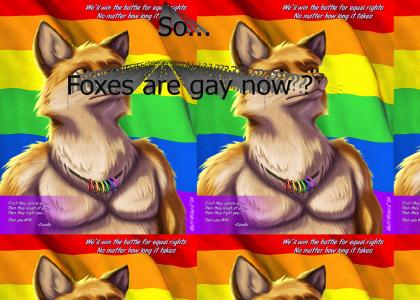 Foxes are gay ?