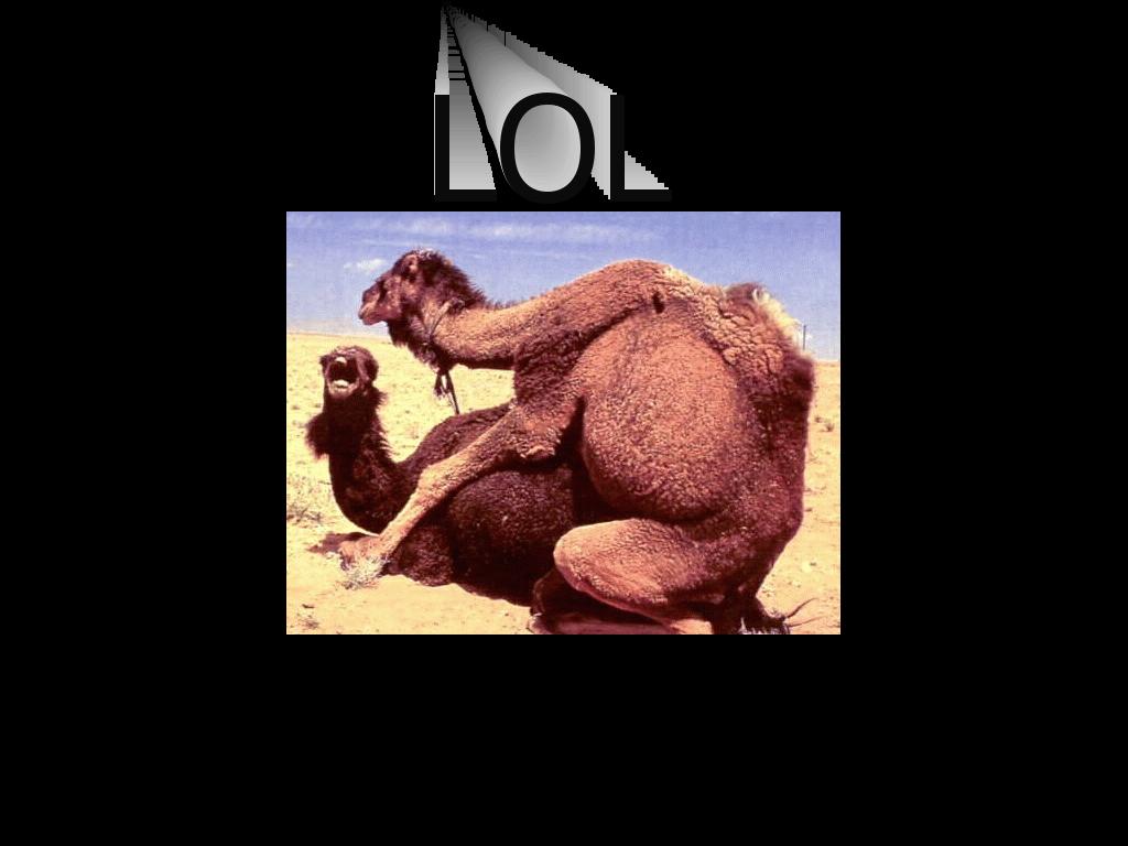 funnycamels