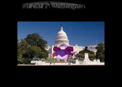 Fat Cat In Washington