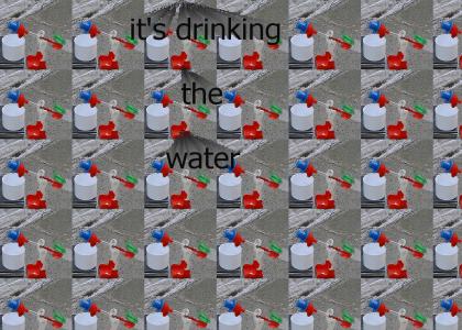 it's drinking the water