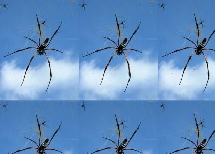 Epic Flying Spider