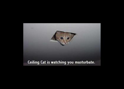 ceiling cat is watching you