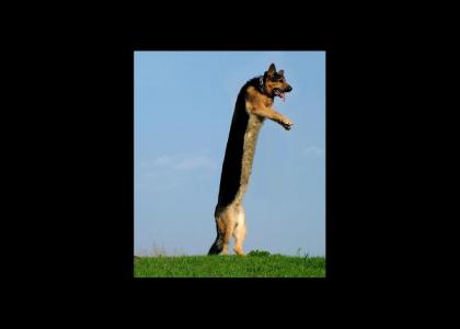 Long Dog stalks the land