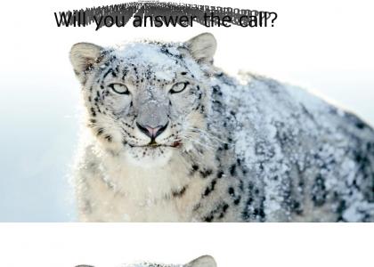 The Snow Leopard is calling