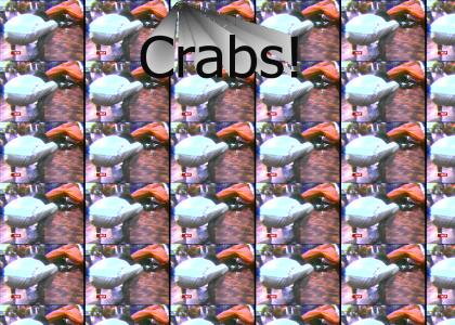 Crabs!