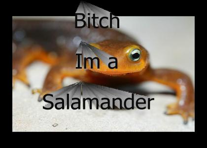 SALAMANDER