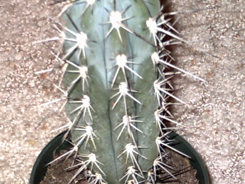 canttouchthiscactus