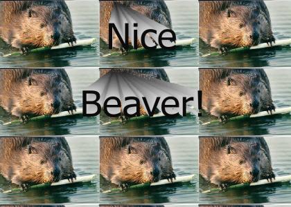Nice Beaver!
