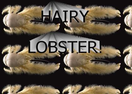 Hairy Lobster