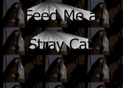 Feed Me a Stray Cat