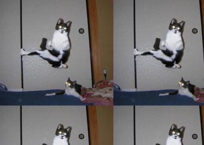 KARATE CAT!!