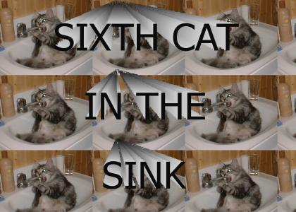 SIXTH CAT IN THE SINK