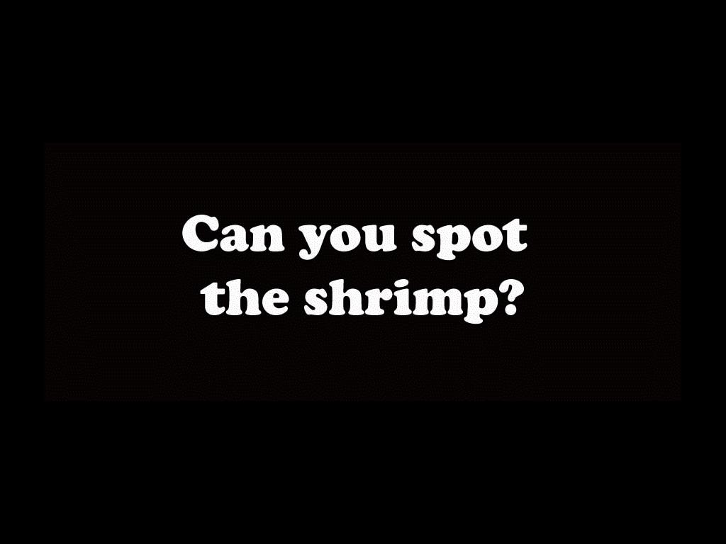 littleshrimp