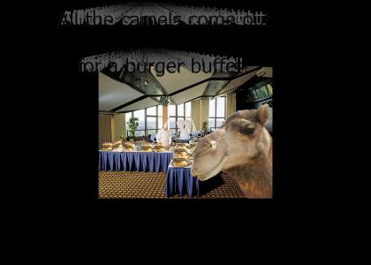 Camels Come to A Buffet!