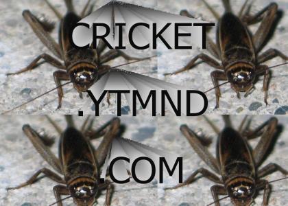 cricket.ytmnd.com