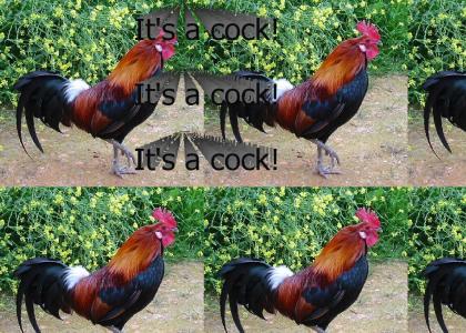 It's a cock!