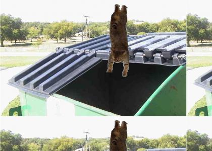 gravity cat dumpster dives!