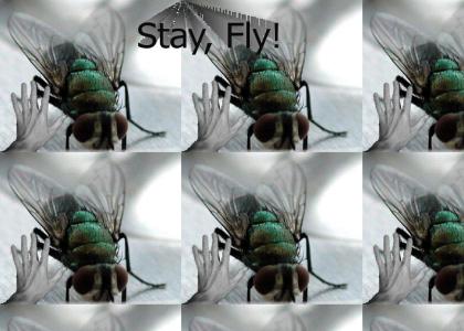 Stay Fly