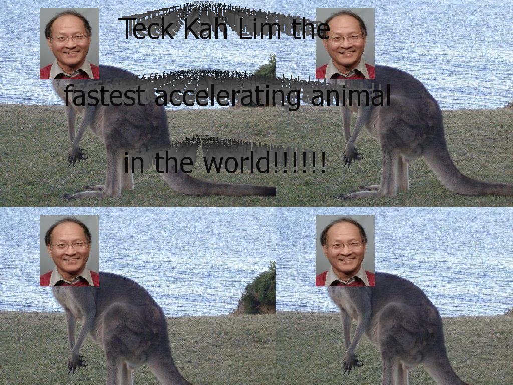 TeckKahtehKangaroo