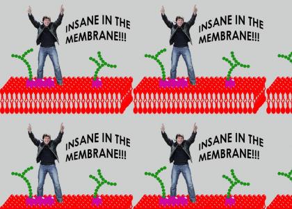 Insane In The Membrane