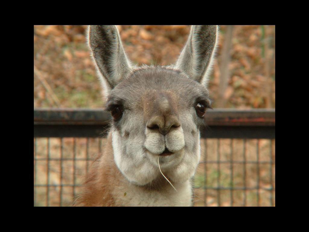 llamastares