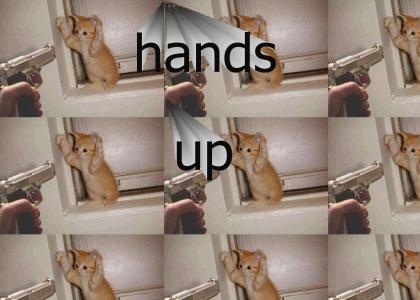 hands up kitty