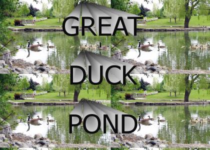 Great Duck Pond