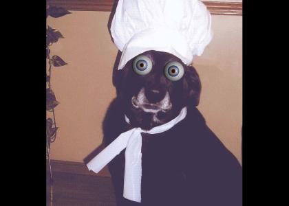 chef dog stares into yur soul