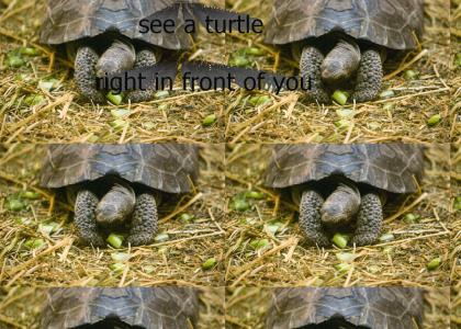 Beau-Turtle-ful Day!!!!!