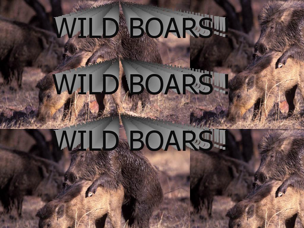 wildboars