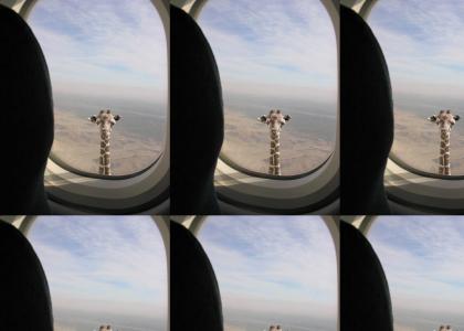 giraffe in the air again!