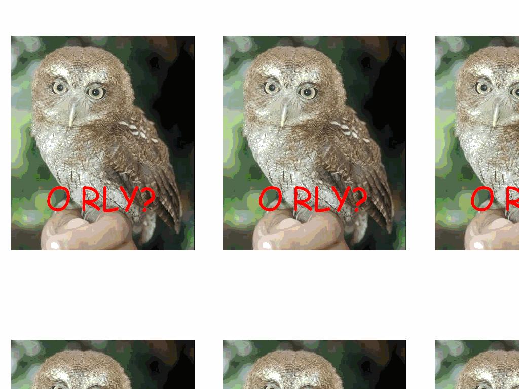 R4shkas-orly-owls