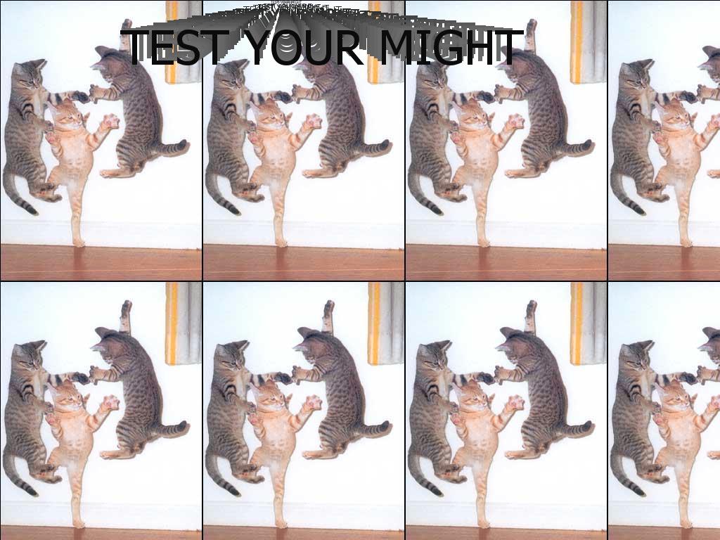 testyourmightcats