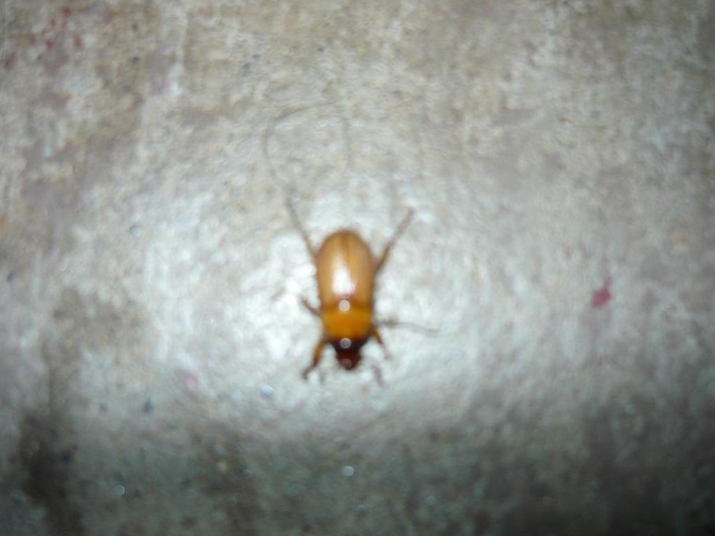 Mysterybug2