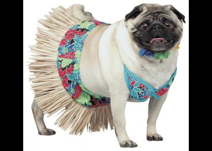 Hula Pug!