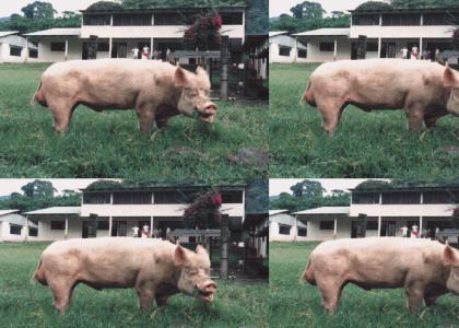 The Happiest Pig Ever